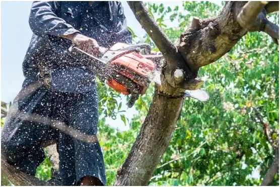 tree services South Hill